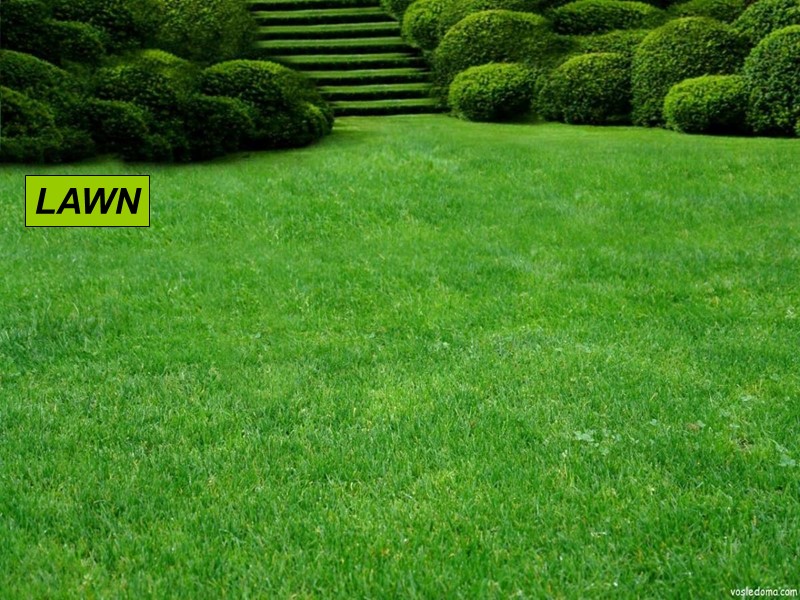 LAWN